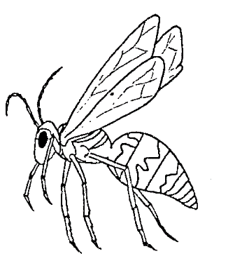 wasp-coloring-page-2