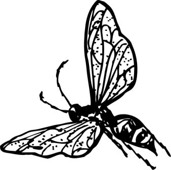 wasp_black_white_line_art_coloring_book_colouring-555px